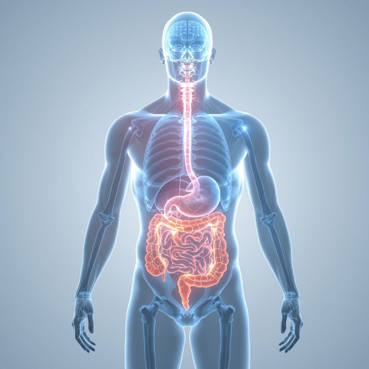 Medical illustration showing gut-brain connection with glowing digestive system and brain highlighting the gut-brain axis pathway